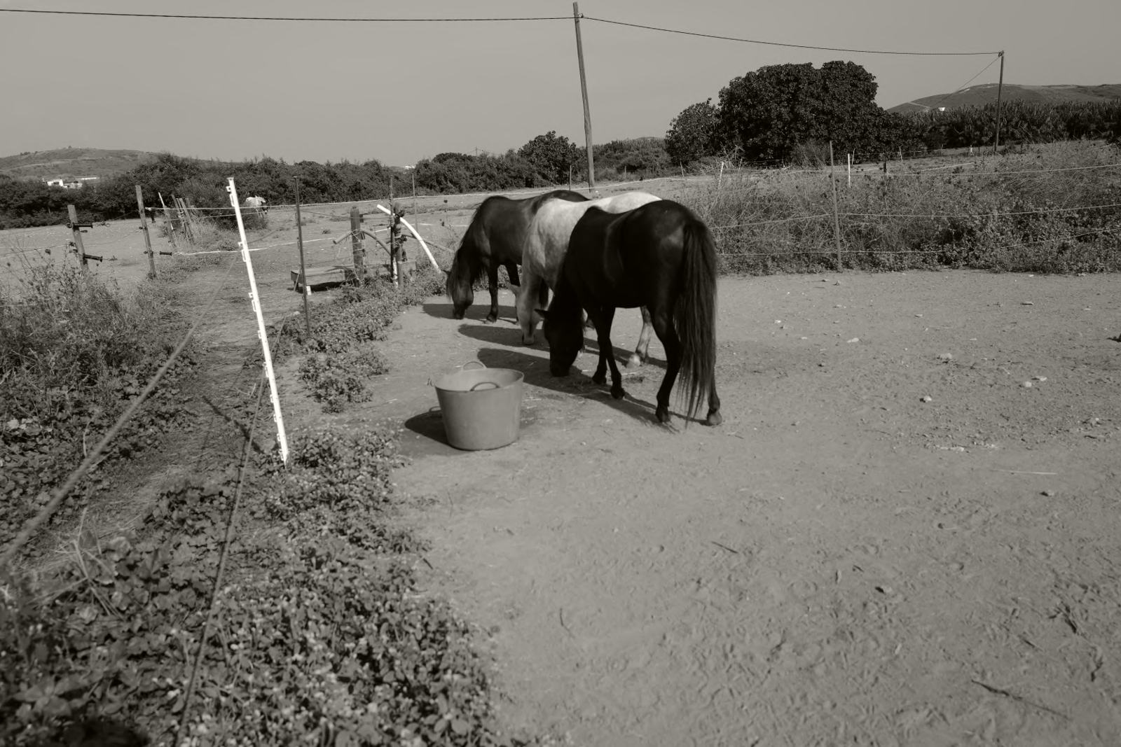 Skyrian horses grazing in an enclosure