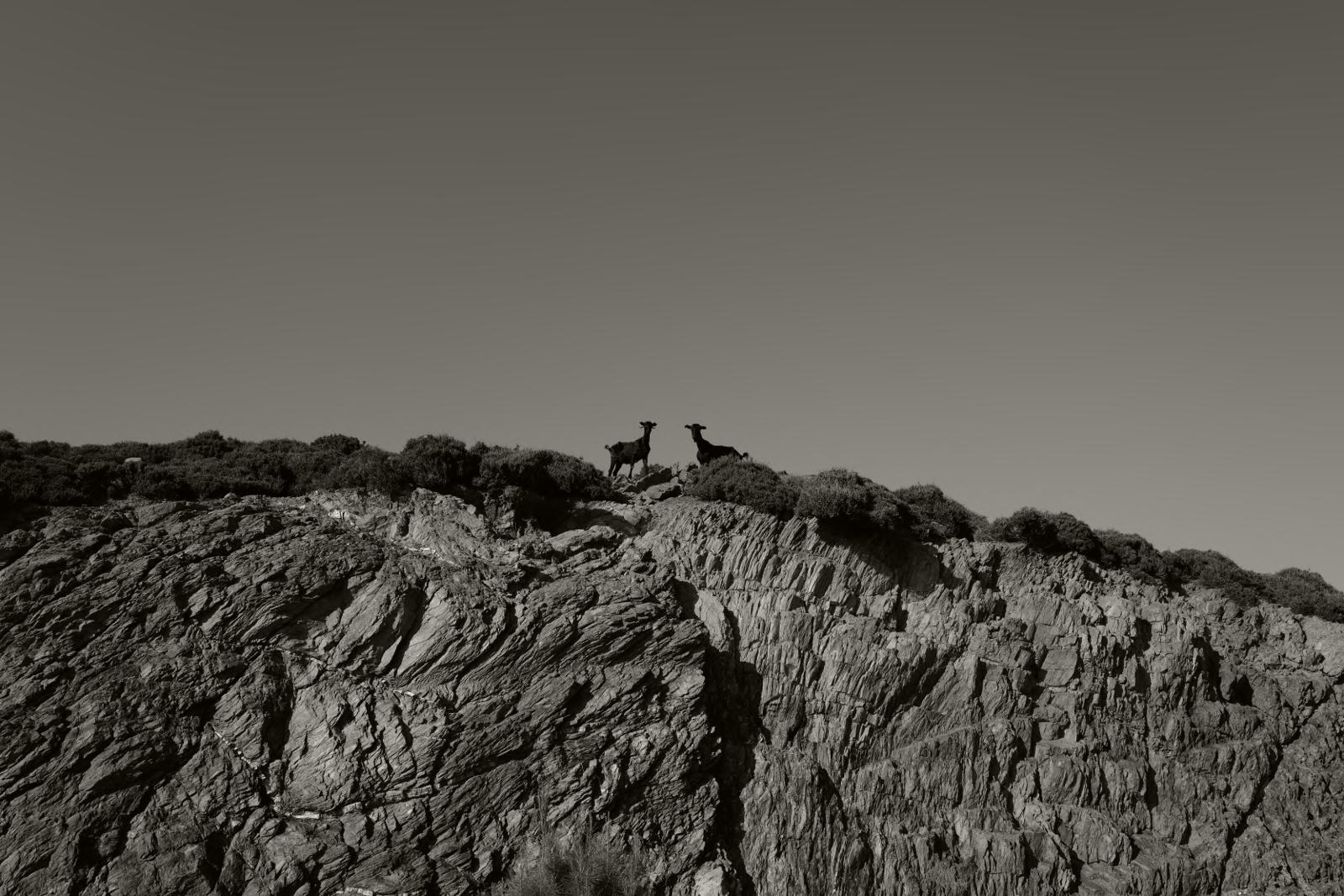 Two goats on a ridge of layered rock